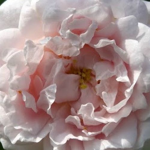Rosier achat en ligne - Blanche - rosiers alba - parfum discret - Rosa Ännchen von Tharau - Rudolf Geschwind - Ses fleurs pleines sont regroupées, floraison tôt printemps ou début d